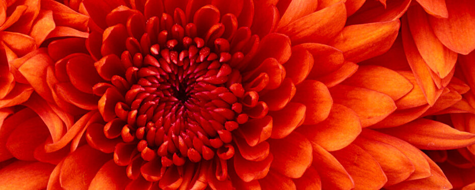 Blomsterbillede